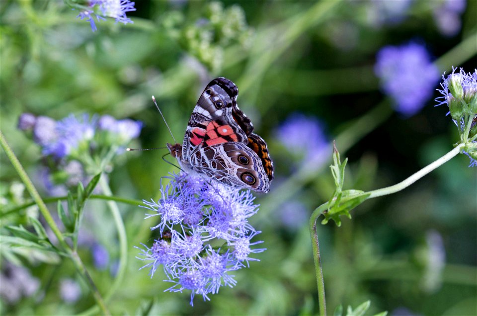 American Lady (Nymphalidae, Vanessa virginiensis) photo