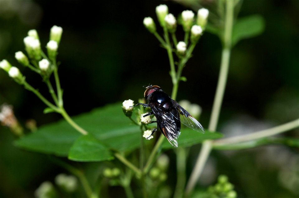 Drone Fly (Syrphidae, Copestylum sp.)