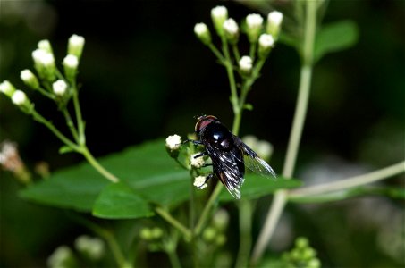 Drone Fly (Syrphidae, Copestylum sp.) photo