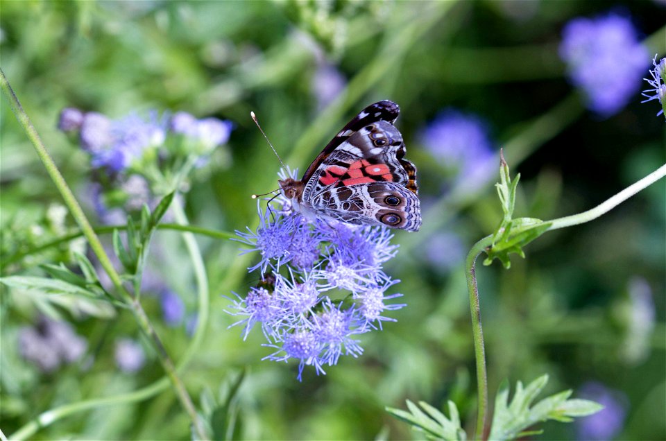 American Lady (Nymphalidae, Vanessa virginiensis) photo