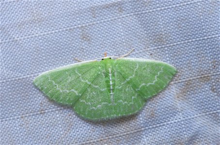 Wavy-lined Emerald (Geometridae, Synchlora aerata) photo