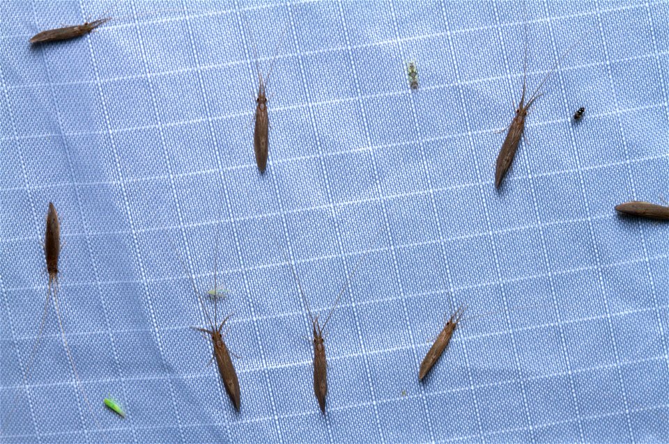 Long-horned Caddisflies (Leptoceridae)