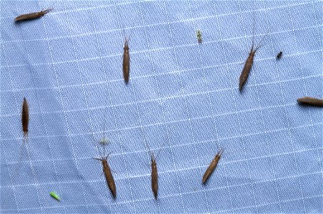 Long-horned Caddisflies (Leptoceridae)