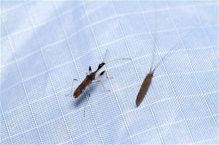 Long-necked Seed Bug (Rhyparochromidae, Myodocha serripes)