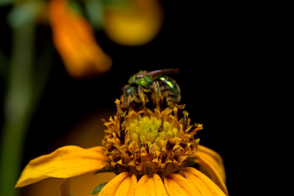 Sweat Bee (Halictidae, Augochlorini) photo