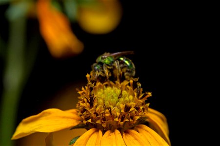 Sweat Bee (Halictidae, Augochlorini)