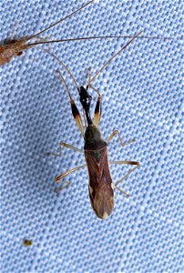 Long-necked Seed Bug (Rhyparochromidae, Myodocha serripes)