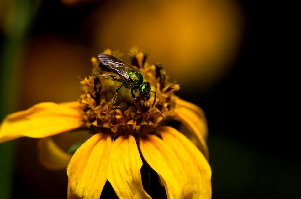 Sweat Bee (Halictidae, Augochlorini)