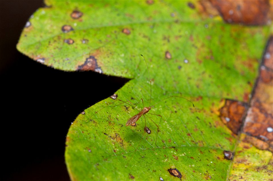 Stilt Bug (Berytidae, Jalysus sp.)