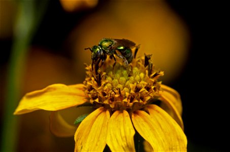 Sweat Bee (Halictidae, Augochlorini) photo