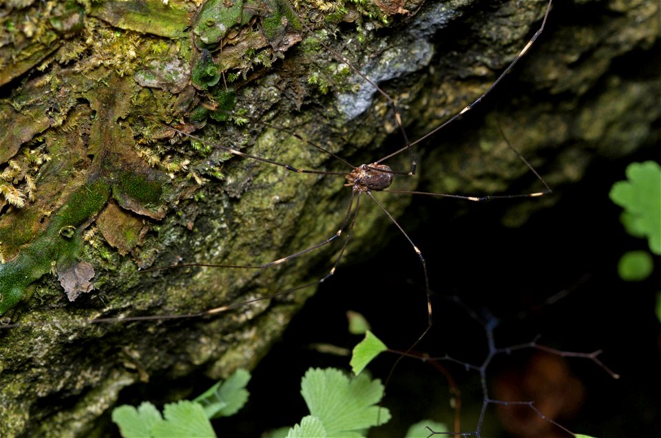 Harvestman (Opiliones)