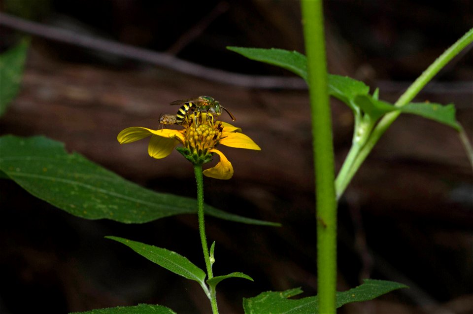 Metallic Green Sweat Bee (Halictidae, Agapostemon texanus)