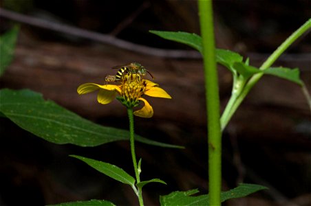 Metallic Green Sweat Bee (Halictidae, Agapostemon texanus)