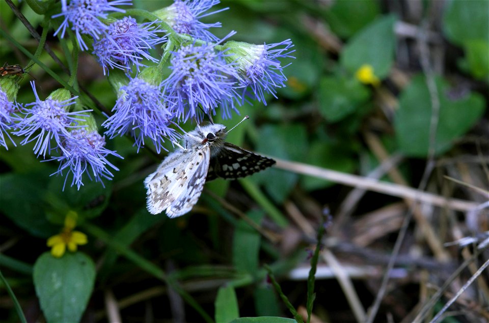 Checkered Skipper (Hesperiidae, Pyrgus sp.)