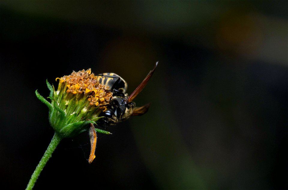 Mexican Honey Wasp (Vespidae, Brachygastra mellifica)