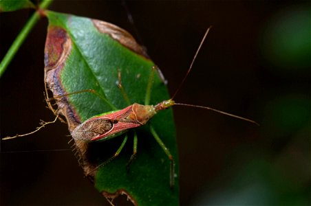 Leafhopper Assassin Bug (Reduviidae, Zelus renardii)