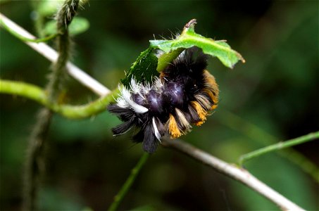 Milkweed Tussock Moth (Erebidae, Euchaetes egle)
