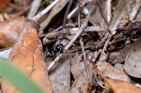 Crabronid wasp (Crabronidae, Crabroninae)