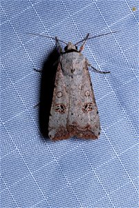 Green Cutworm Moth (Noctuidae, Anicla infecta) photo