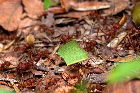 Texas Leaf-cutting Ants (Myrmicinae, Atta texana)