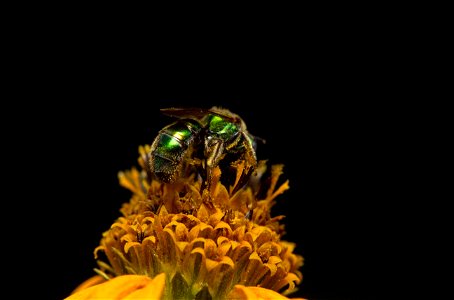 Sweat Bee (Halictidae, Augochlorini) photo