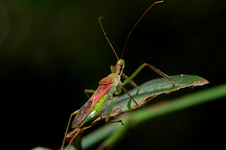 Leafhopper Assassin Bug (Reduviidae, Zelus renardii)