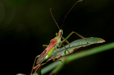Leafhopper Assassin Bug (Reduviidae, Zelus renardii)