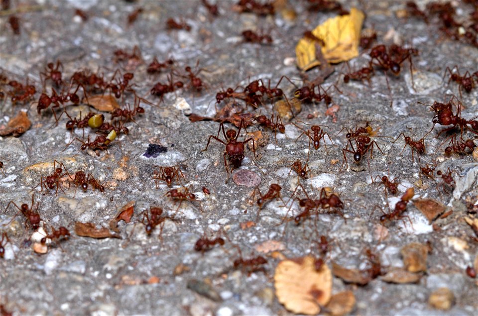 Texas Leaf-cutting Ants (Myrmicinae, Atta texana)