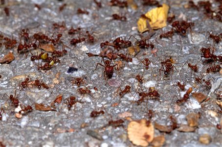 Texas Leaf-cutting Ants (Myrmicinae, Atta texana) photo