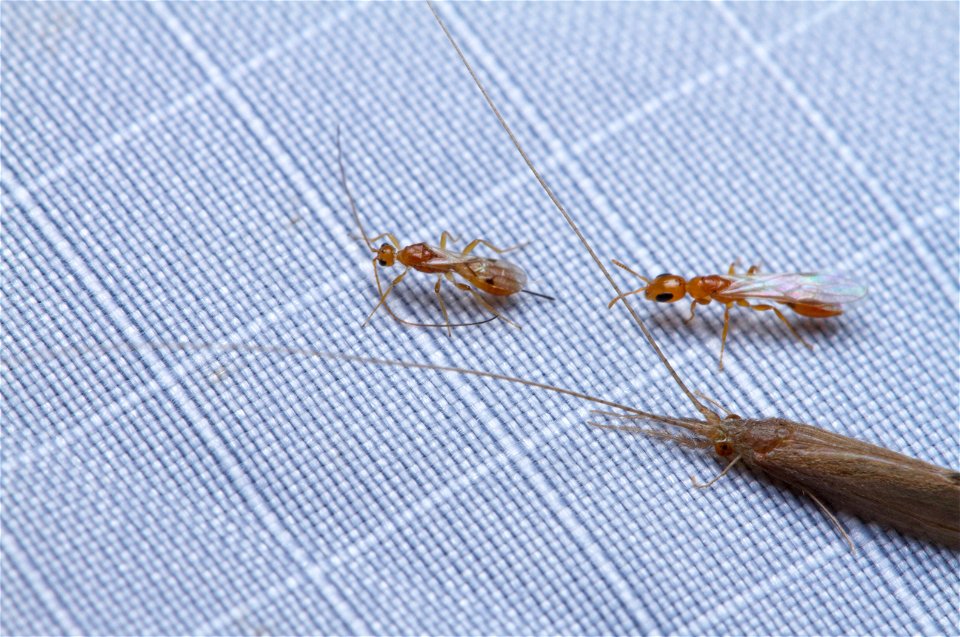 Braconid wasp (Braconidae), Queen ant (Formicidae, Pseudomyrmex sp.), Long-horned Caddisfly (Leptoceridae)