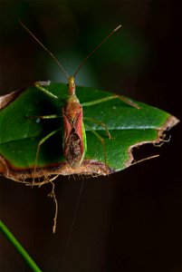 Leafhopper Assassin Bug (Reduviidae, Zelus renardii)