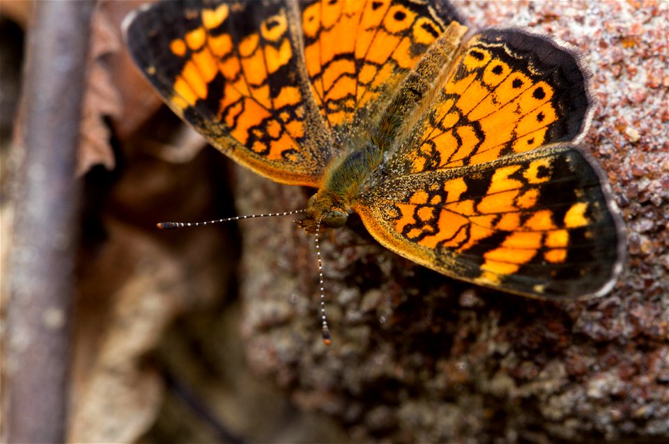 Pearl Crescent (Nymphalidae, Phyciodes tharos) photo