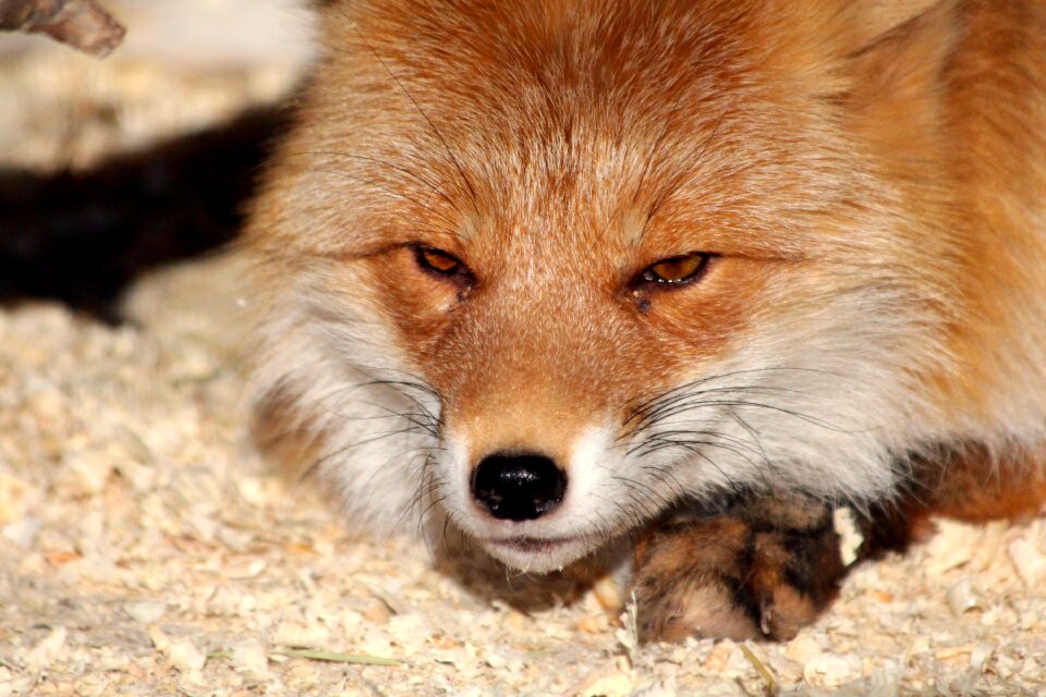 Animal predator redhead