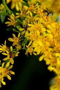 Minute bees on goldenrod (Apoidea)