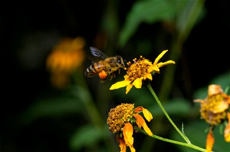 Honey Bee (Apidae, Apis mellifera) photo