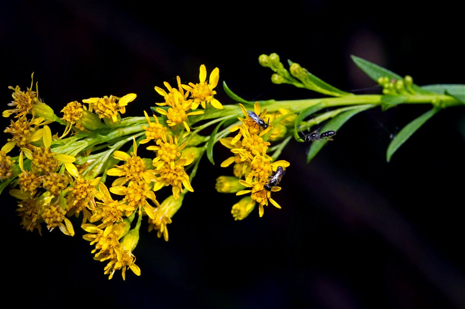 Minute bees on goldenrod (Apoidea)
