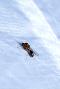 Acrobat ant, queen (Myrmicinae, Crematogaster sp.)