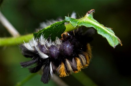 Milkweed Tussock Moth (Erebidae, Euchaetes egle) photo