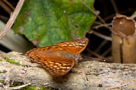 Tawny Emperor (Nymphalidae, Asterocampa clyton) photo