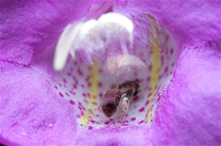 Sweat bee (Halictidae, Lasioglossum sp.) photo