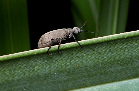 Blister beetle (Meloidae, Epicauta sp.) photo