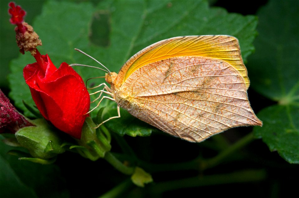 Tailed Orange (Pieridae, Pyrisitia proterpia)
