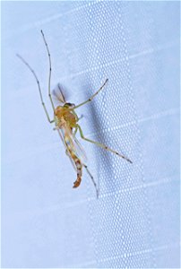 Non-biting midge (Diptera, Chironomidae)