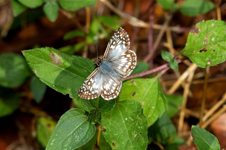 Checkered Skipper (Hesperiidae, Pyrgus sp.)