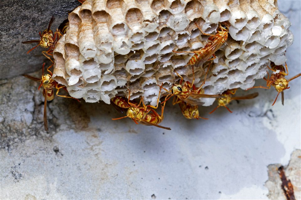 Paper wasp nest (Vespidae, Polistes apachus)