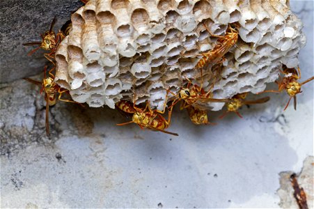 Paper wasp nest (Vespidae, Polistes apachus) photo
