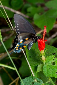 Pipevine Swallowtail (Papilionidae, Battus philenor) photo
