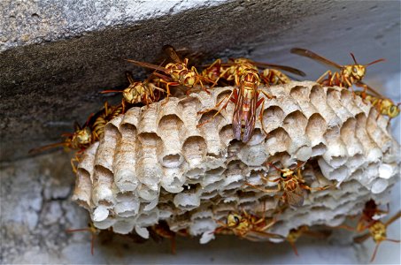 Paper wasp nest (Vespidae, Polistes apachus)