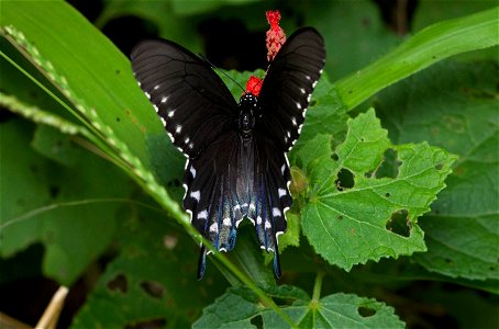 Pipevine Swallowtail (Papilionidae, Battus philenor) photo