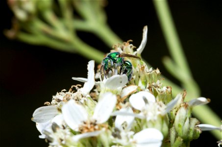 Sweat bee (Halictidae) photo